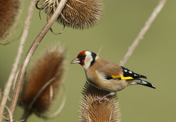 A magnificent Goldfinch, Carduelis carduelis, feeding on the seeds of a Teasel plant.	
