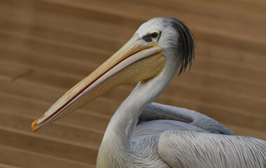 A Pink-backed Pelican, Pelecanus rufescens, at Slimbridge wetland wildlife reserve.