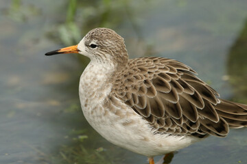 A beautiful Ruff, Philomachus pugnax, standing in water at Slimbridge wetland wildlife reserve.