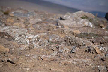 Landscape of field of lava rocks at Fagradalsfjall Volcano Iceland