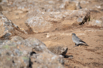 Landscape of field of lava rocks at Fagradalsfjall Volcano Iceland