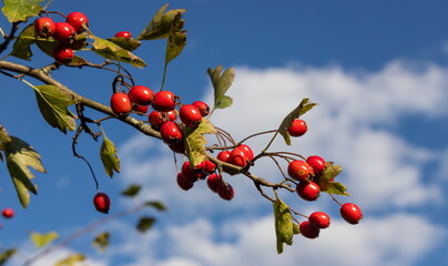 Branch of ripe hawthorn at sunny autumn day, close up