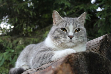 portrait of a British breed cat outdoors on logs