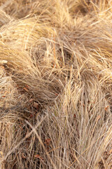 A wonderful grassy bed of fallen dry autumn meadow grass in the floodplain of a steppe stream. Selective focus, close-up.