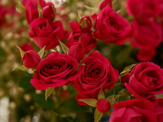 bouquet of decorative roses