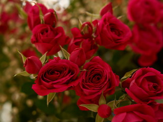 bouquet of decorative roses