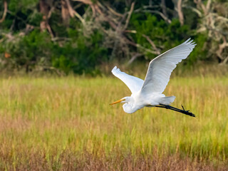 great white egret flying through the marsh