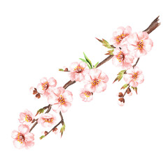 Obraz premium Spring blooming cherry branch, Watercolor hand drawn illustration isolated on white background