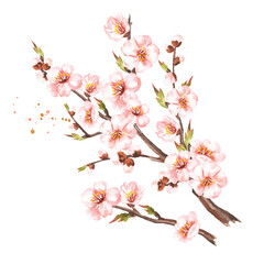 Spring blooming cherry branch, Watercolor hand drawn illustration, isolated on white background