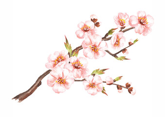 Spring blooming cherry branch. Watercolor hand drawn illustration, isolated on white background