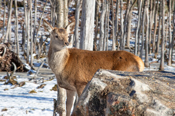 Red deer in the woods in winter