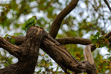 Parakeet in a tree