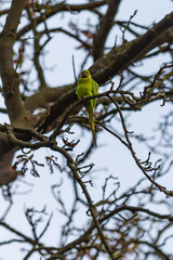 Parakeet in a tree