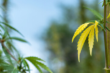 A yellow marijuana leaf dangles from a bush branch