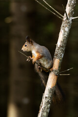 Active Eurasian red squirrel, Sciurus vulgaris stopping on a Spruce tree in Estonian boreal forest.	