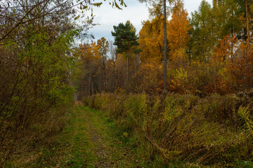 Trail in a dense mixed forest. Autumn in the forest.
