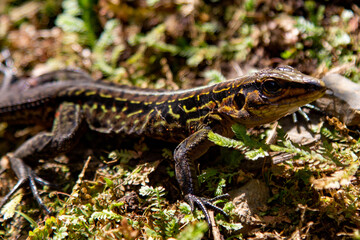 Lizard in the woods of Costa Rica