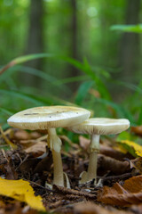 Autumn delicate, beautiful mushroom macro close up of fruiting fungi on a fallen rotting tree with moss during soft overcast light in a open broad leaved woodland forest floor