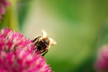 ........Biene auf Distel......