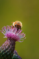 ......Biene auf Distel.....