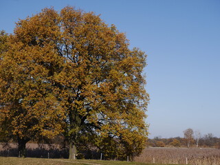 wysokie drzewo, dąb w kolorach jesieni - 467431735