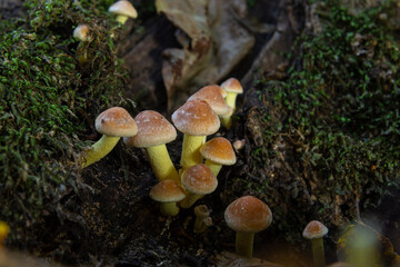Autumn delicate, beautiful mushroom macro close up of fruiting fungi on a fallen rotting tree with moss during soft overcast light in a open broad leaved woodland forest floor