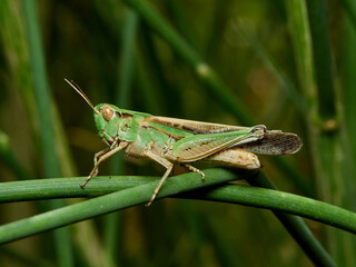 Green grasshopper in a natural environment. Aiolopus puissanti .