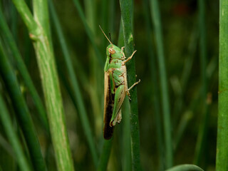 Green grasshopper in a natural environment. Aiolopus puissanti .