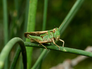 Green grasshopper in a natural environment. Aiolopus puissanti .