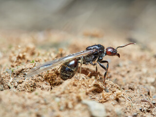 Barbary Harvester-Ant. 
Messor barbarus.    