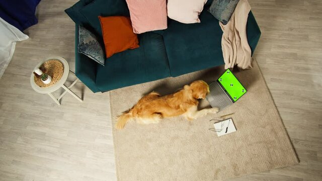 Golden retriever looking at laptop with chroma green screen in living room top view. Dog waiting for food delivery. Puppy lying on floor, domestic animal at home. Pet store.
