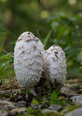 Forest mushrooms in the grass. Gathering mushrooms growing on an old tree stump in the forest