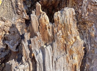 Natural bark of  tree in forest. Wood texture. 