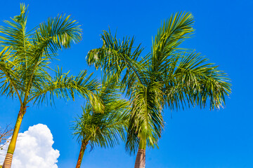 Tropical palm trees with blue sky Playa del Carmen Mexico.