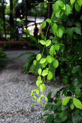 Creeper with green, light and dark green leaves with creeping stems in the garden has a blurred background.