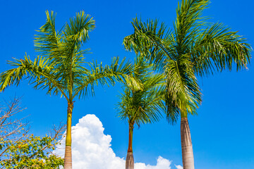 Tropical palm trees with blue sky Playa del Carmen Mexico.