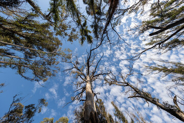 Photograph looking up to the blue sky through large bushfire affected trees