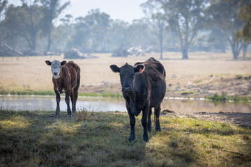 Photograph of Cows grazing on grass in a large green agricultural field near trees