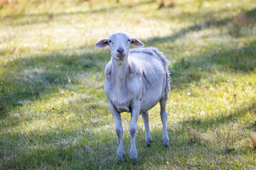 Obraz premium Photograph of white sheep grazing on grass in a large green agricultural field