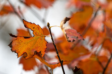Feuilles d'automne