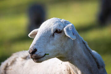 Photograph of white sheep grazing on grass in a large green agricultural field