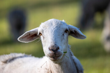 Photograph of white sheep grazing on grass in a large green agricultural field