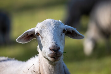 Photograph of white sheep grazing on grass in a large green agricultural field