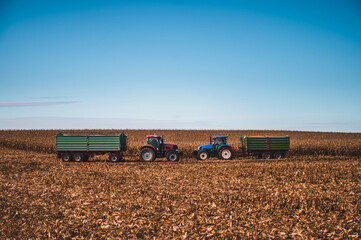Two tractors with trailers by corn field. Blue tractor and red tracotr with green trailers. Autumn...