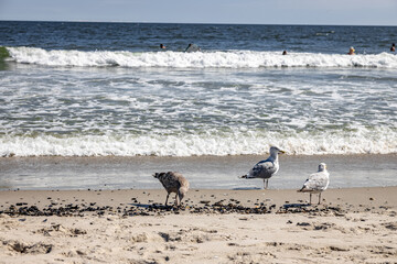 Flock of seagulls browsing the beach for food at Beach 67 Rockaway NY