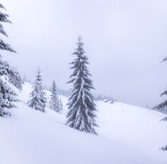 Naklejka premium Christmas wonderland. Winter landscape. Magical forest. Meadow covered with frost trees in the snowdrifts. Snowy wallpaper background.