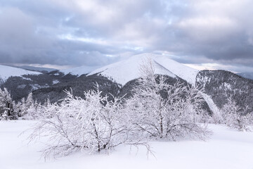 Obraz premium Landscape on winter day. Forest. Lawn covered with snow. Evergreen trees in the snowdrifts. Christmas wonderland. Snowy wallpaper background. Nature scenery. Location place Carpathian, Ukraine, Europe