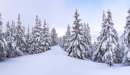 Fototapeta na wymiar Christmas wonderland. Winter landscape. Magical forest. Meadow covered with frost trees in the snowdrifts. Snowy wallpaper background.