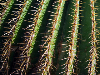 Green cactus with needles. Close-up. Background