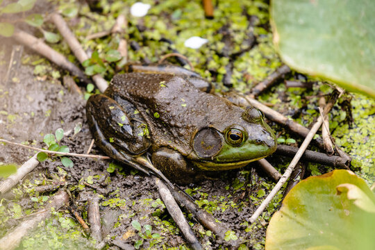 Green Frog On The Side Of A Pond At Ernest L. Oros Wildlife Preserve In Avenel, New Jersy, USA